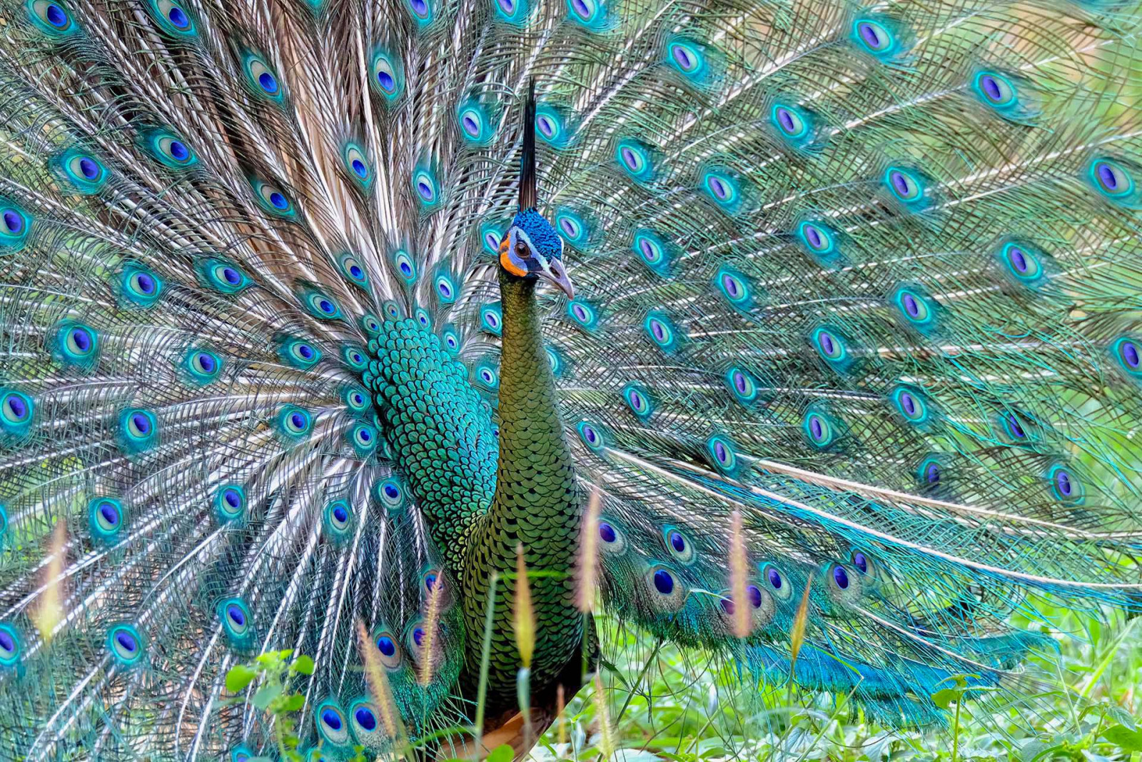 image Green Peafowl